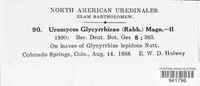 Uromyces glycyrrhizae image
